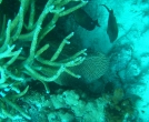 Видимо, разновидность морского огурца.
